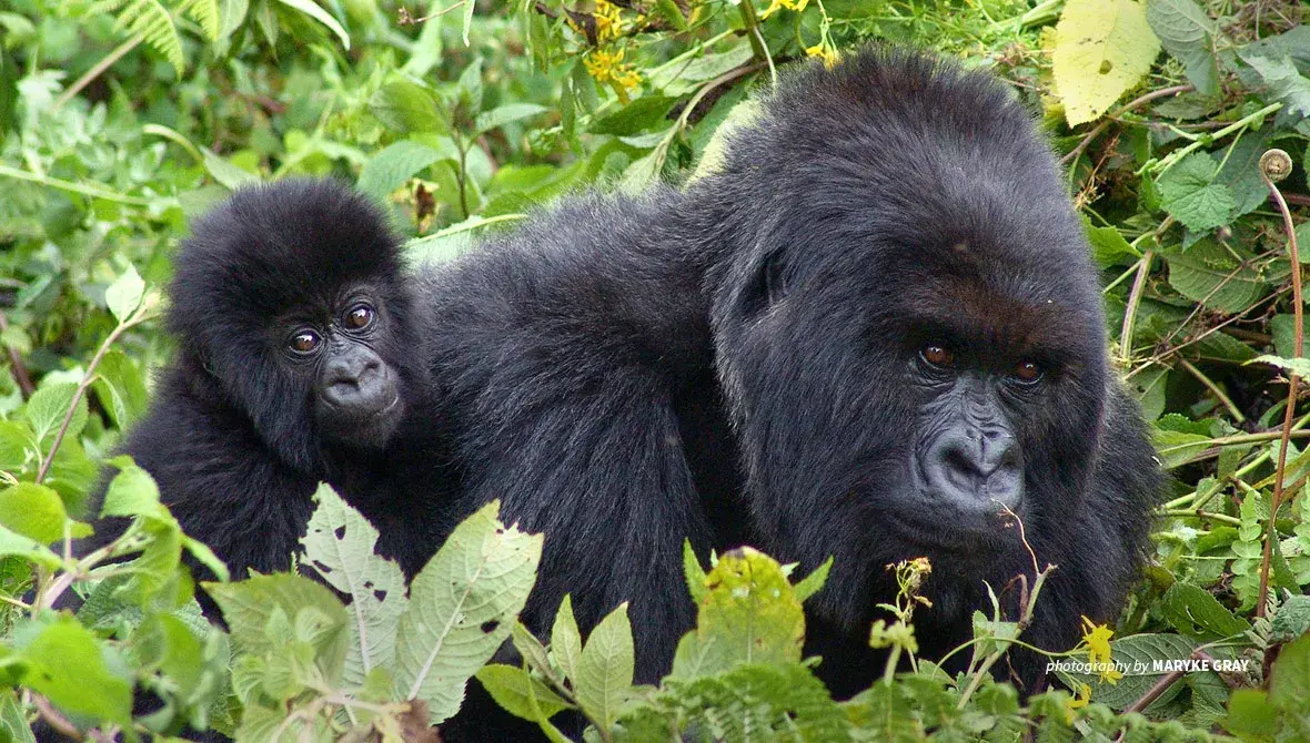Photo of mountain gorilla adult and mountain gorilla baby