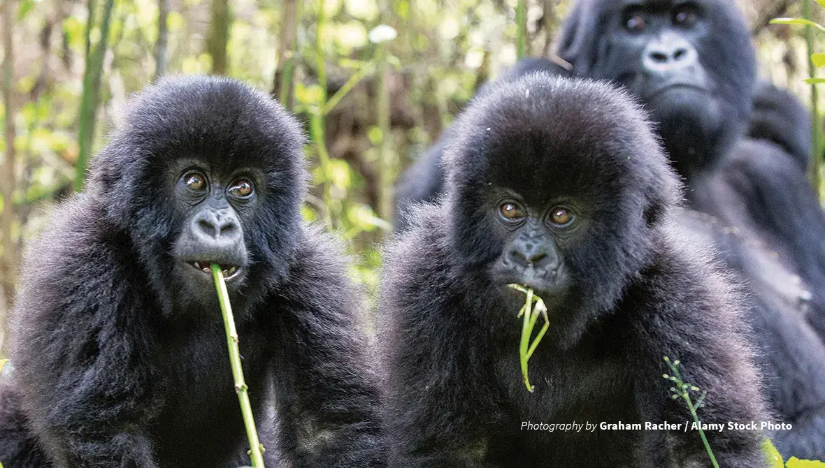 Protecting Rwanda's mountain gorillas | African Wildlife Foundation
