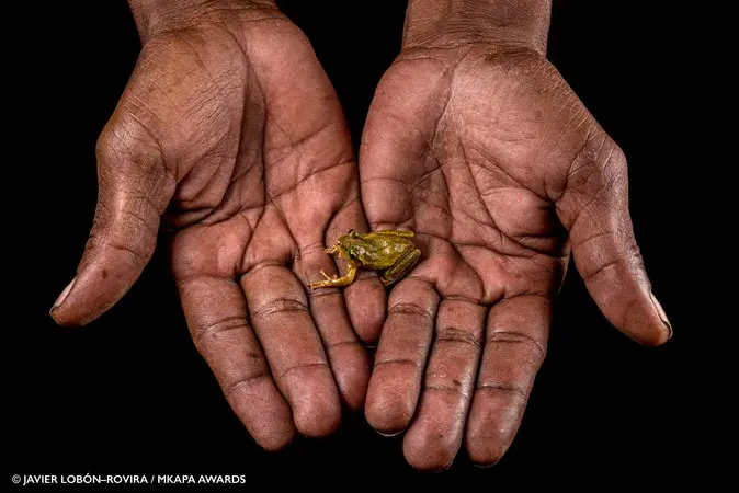 Mkapa Awards Javier Lobon-Rovira African Wildlife Backyards Frog