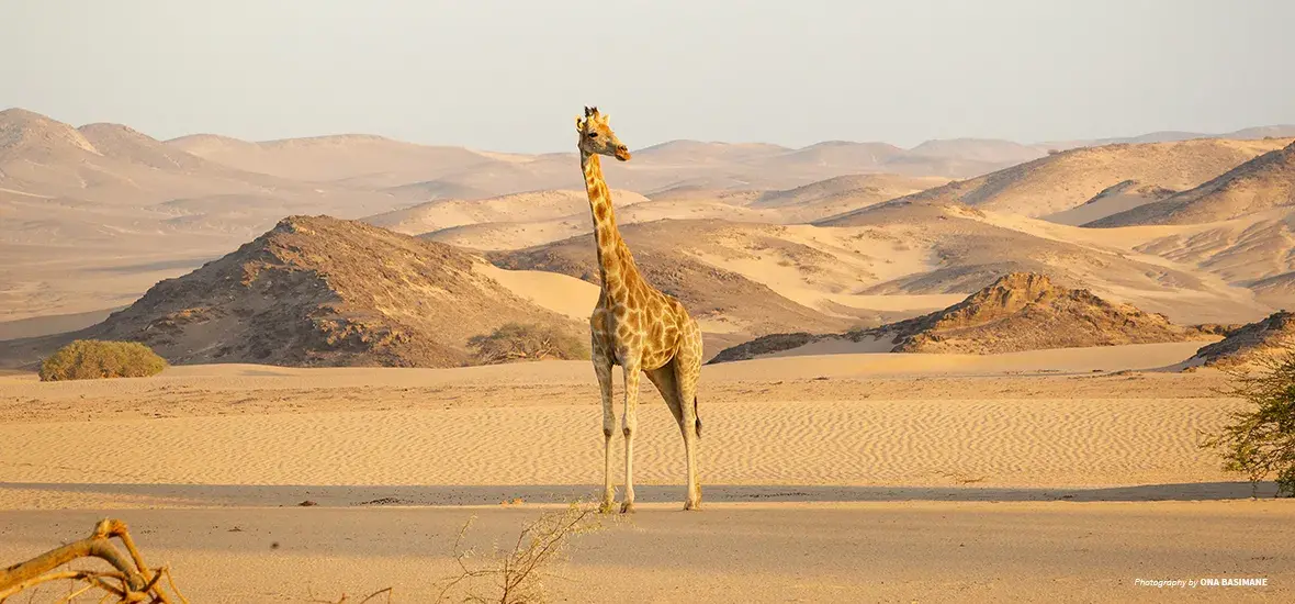 A giraffe photographed by Ona Basimane