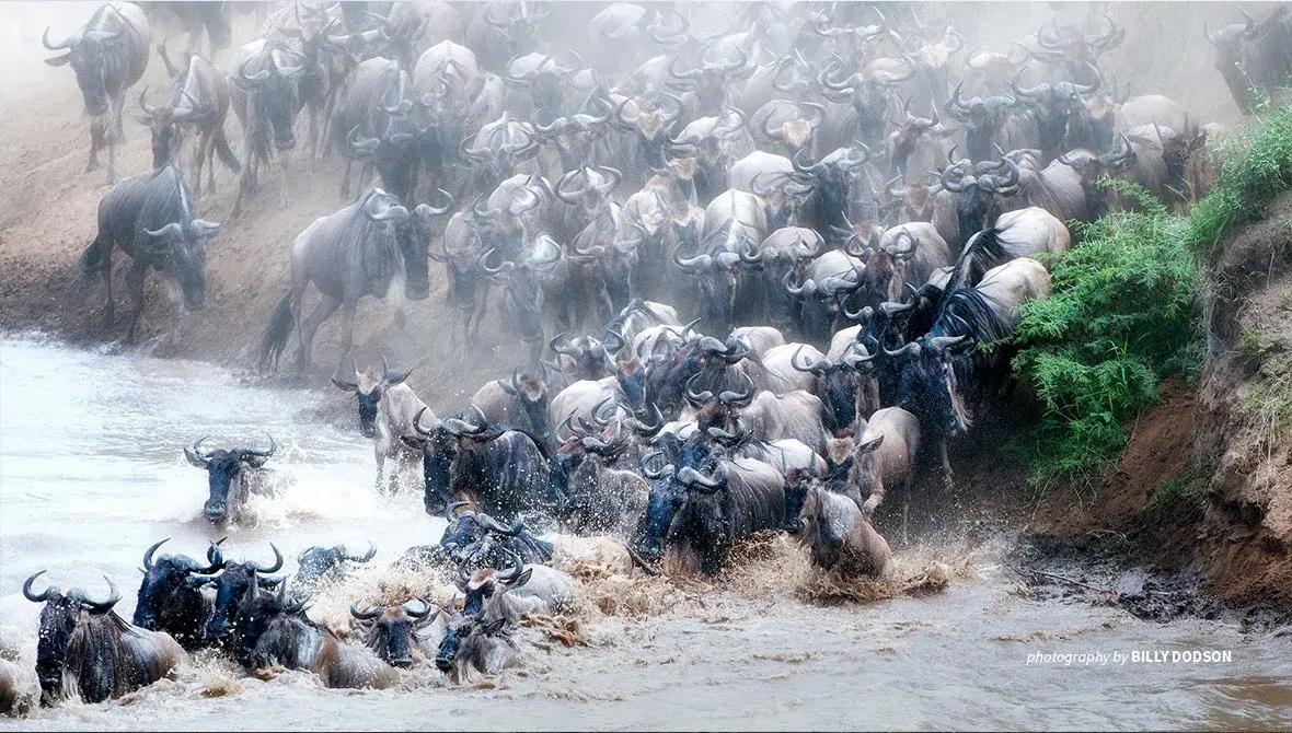 Photo of wildebeest migration at river