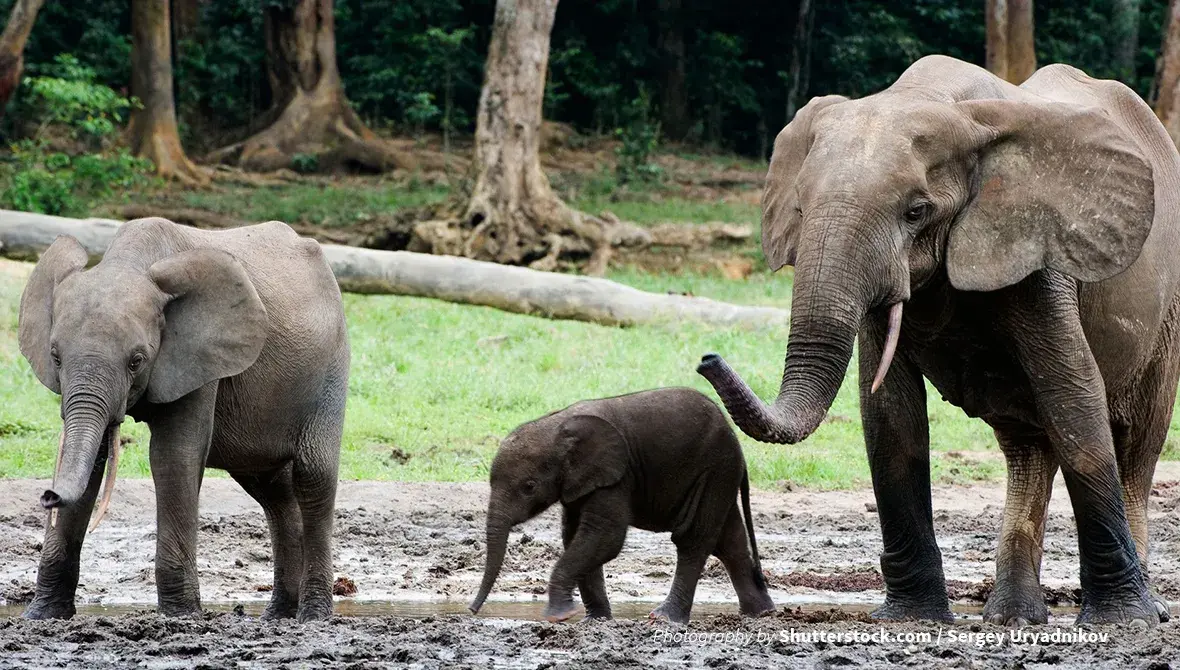 Forest Elephants in the DRC