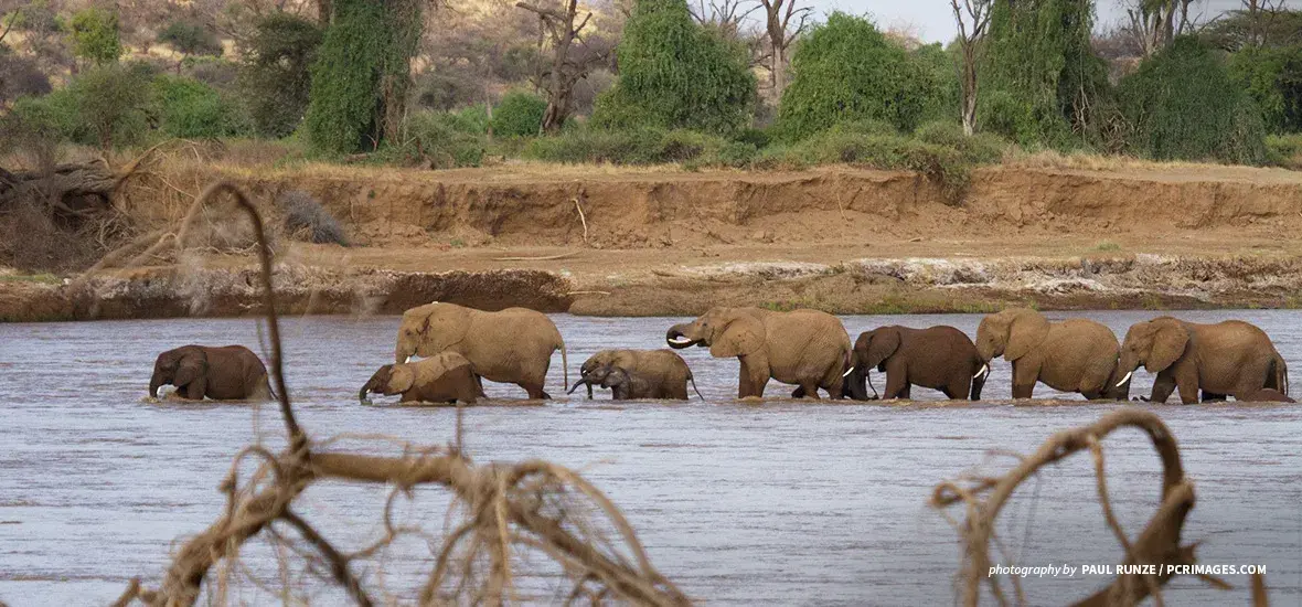 Photo of African elephants crossing river