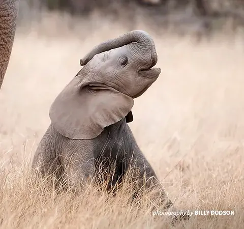 Photo of baby elephant
