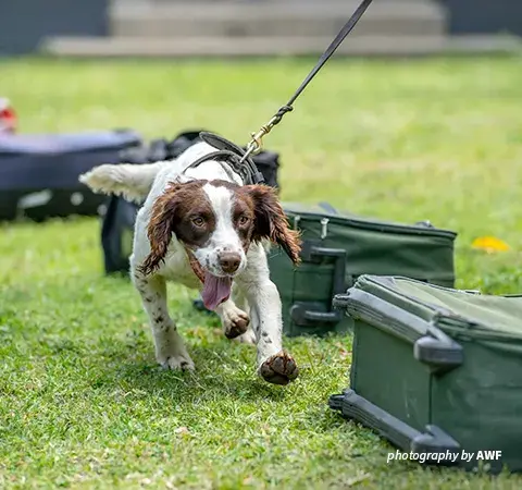 Photo of counter wildlife trafficking sniffer dog in training