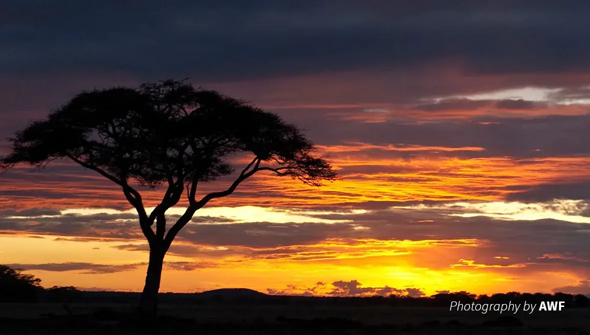 A sun setting behind a baobab tree