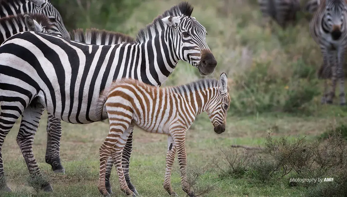 Zebras with calf