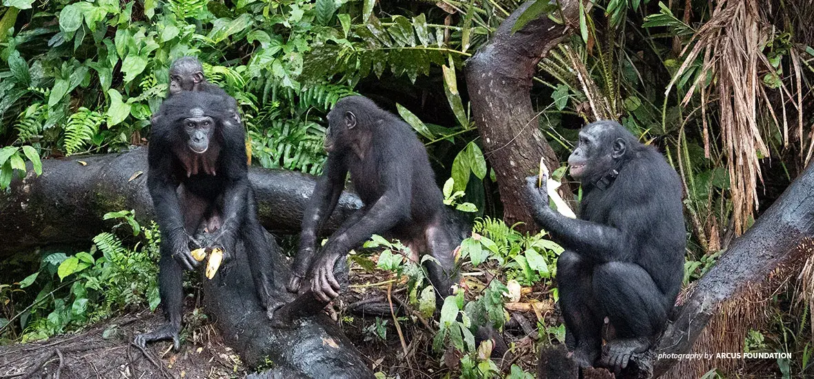 Photo of baby bonobo carried by adult female bonobo and two adult male bonobos