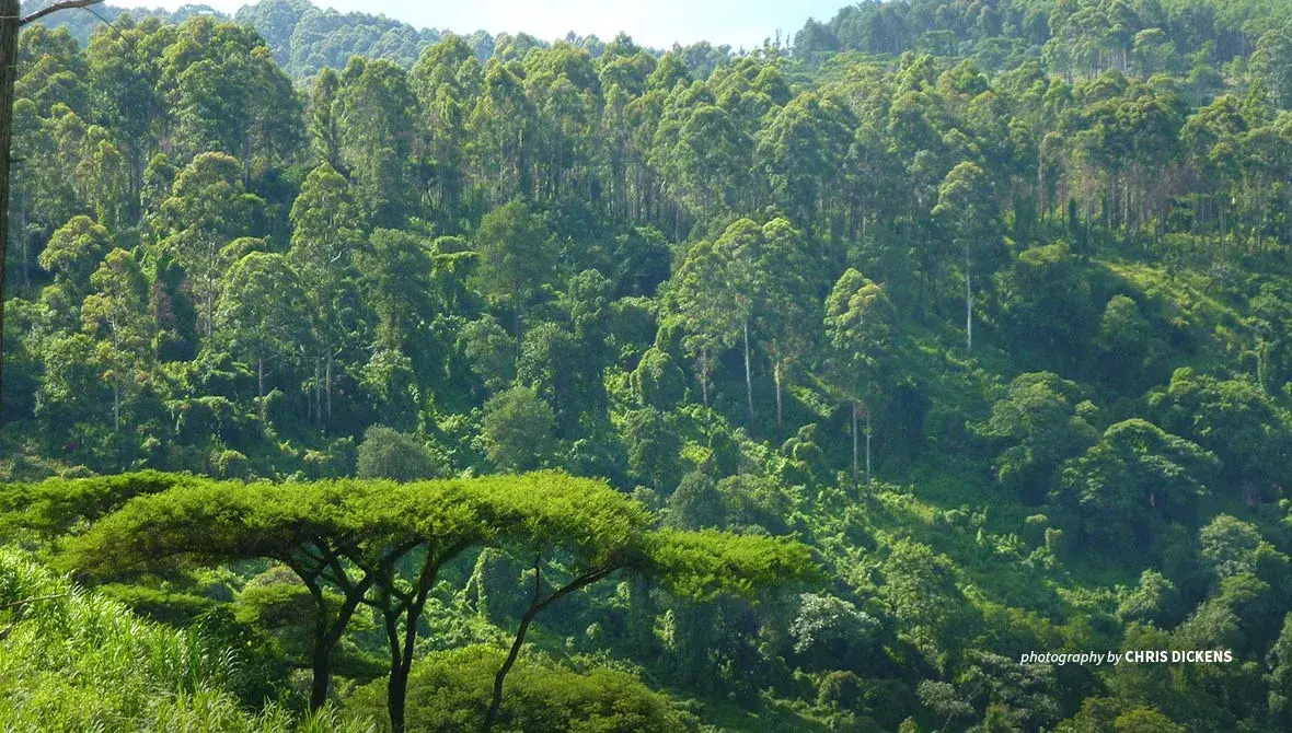 Photo of forested Imatong Mountains in South Sudan
