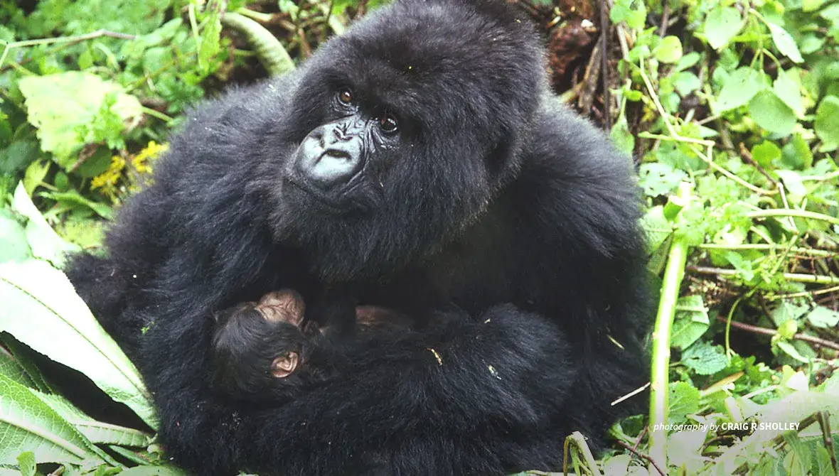 More habitat for Rwanda's mountain gorillas means a better life ...