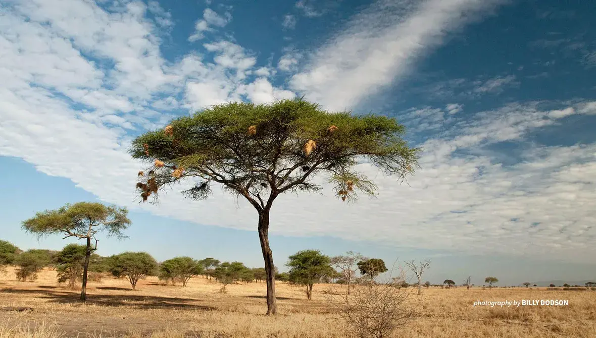 Photo of savanna landscape in Tarangire, Tanzania