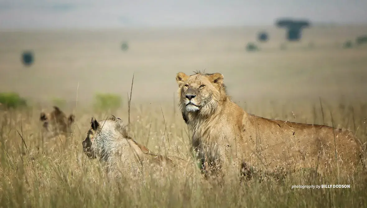 Lions in savanna grassland