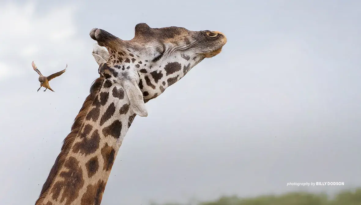Close-up of giraffe and bird