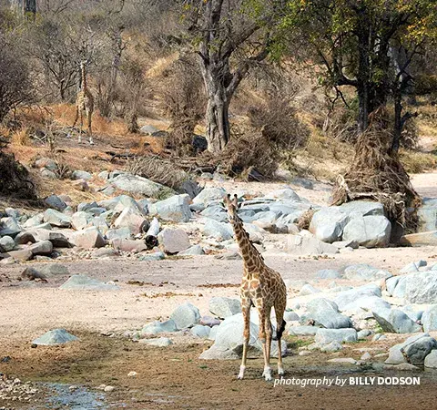 Giraffes on dry riverbed in savanna landscape