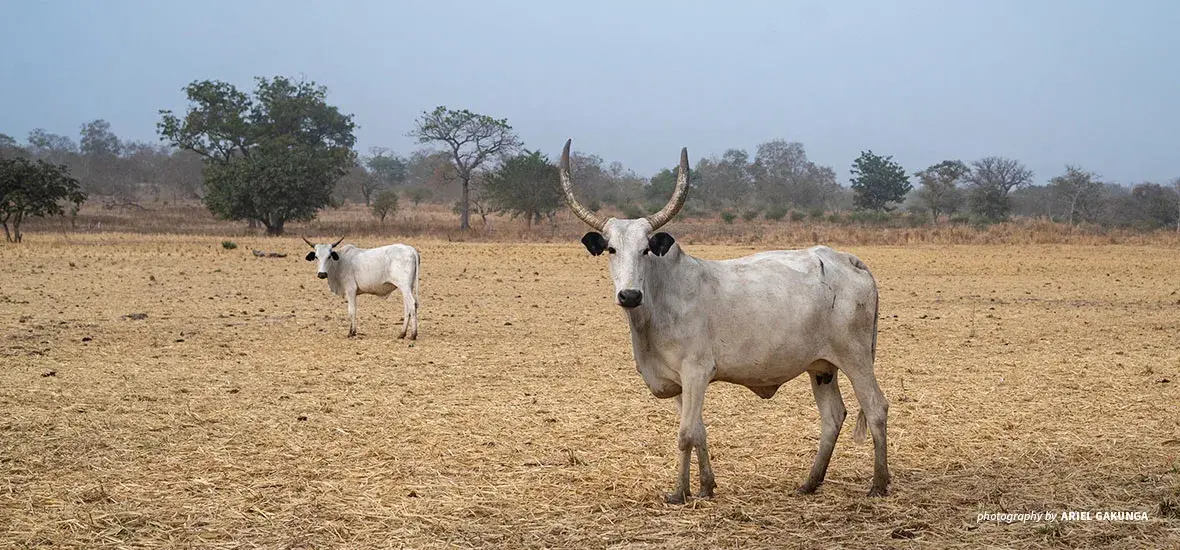 Photo of cattle in dry grassland in Faro