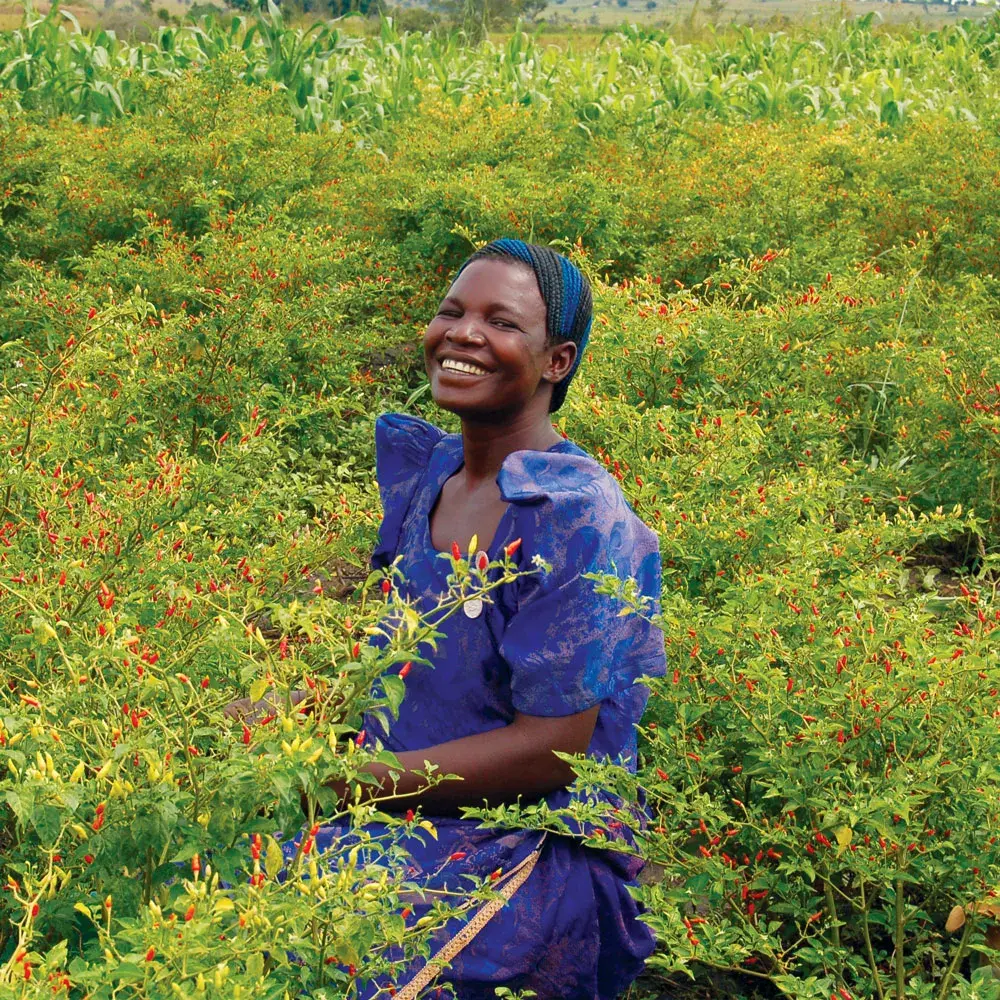 Woman in chili pepper field