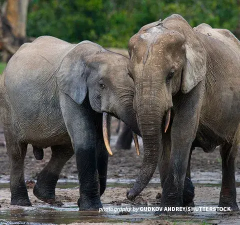 Photo of African forest elephants in DRC