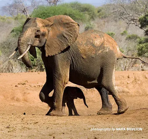 African elephant baby and adult in Tsavo