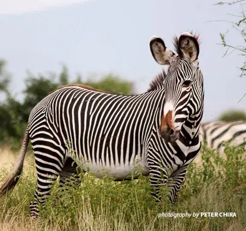 Photo of Grevy's zebra in Kenya