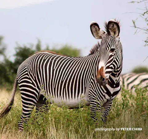 Endangered Species Day 2022: Saving African elephants and mountain gorillas | African Wildlife Foundation Endangered Species Day 2022: Saving African elephants and mountain gorillas | African Wildlife Foundation
