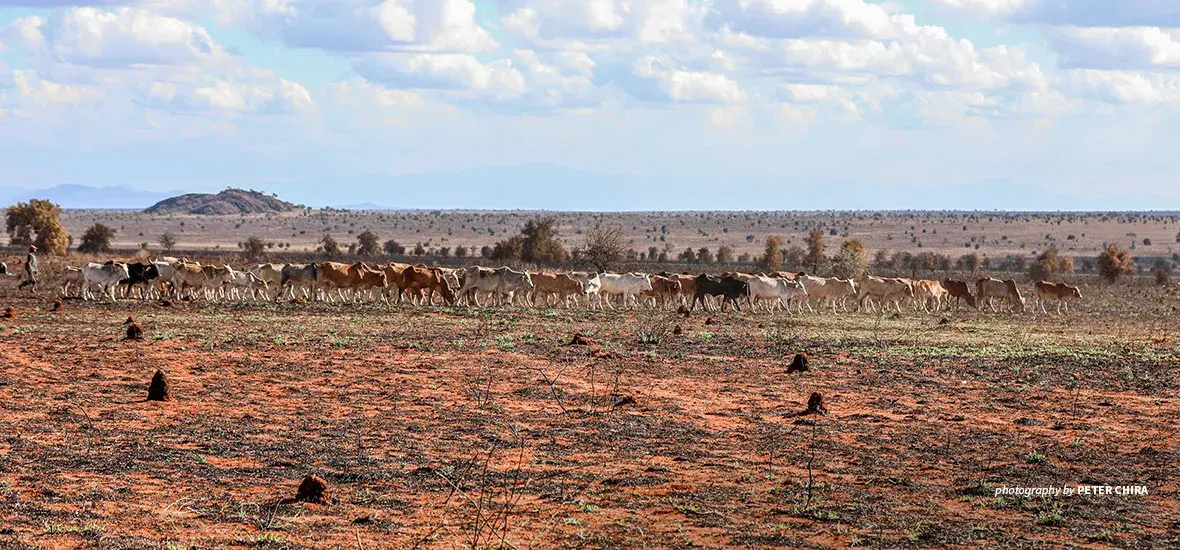 Livestock herders in wildlife area in Tsavo