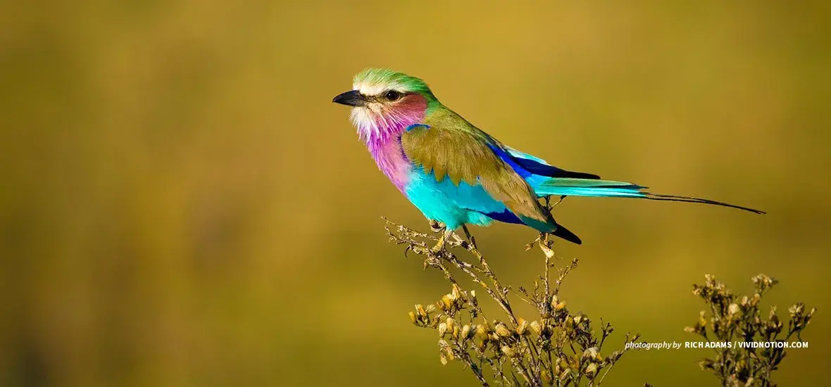 Lilac-breasted roller