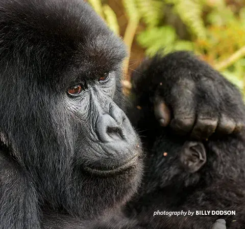 Close-up of mountain gorilla adult and mountain gorilla baby