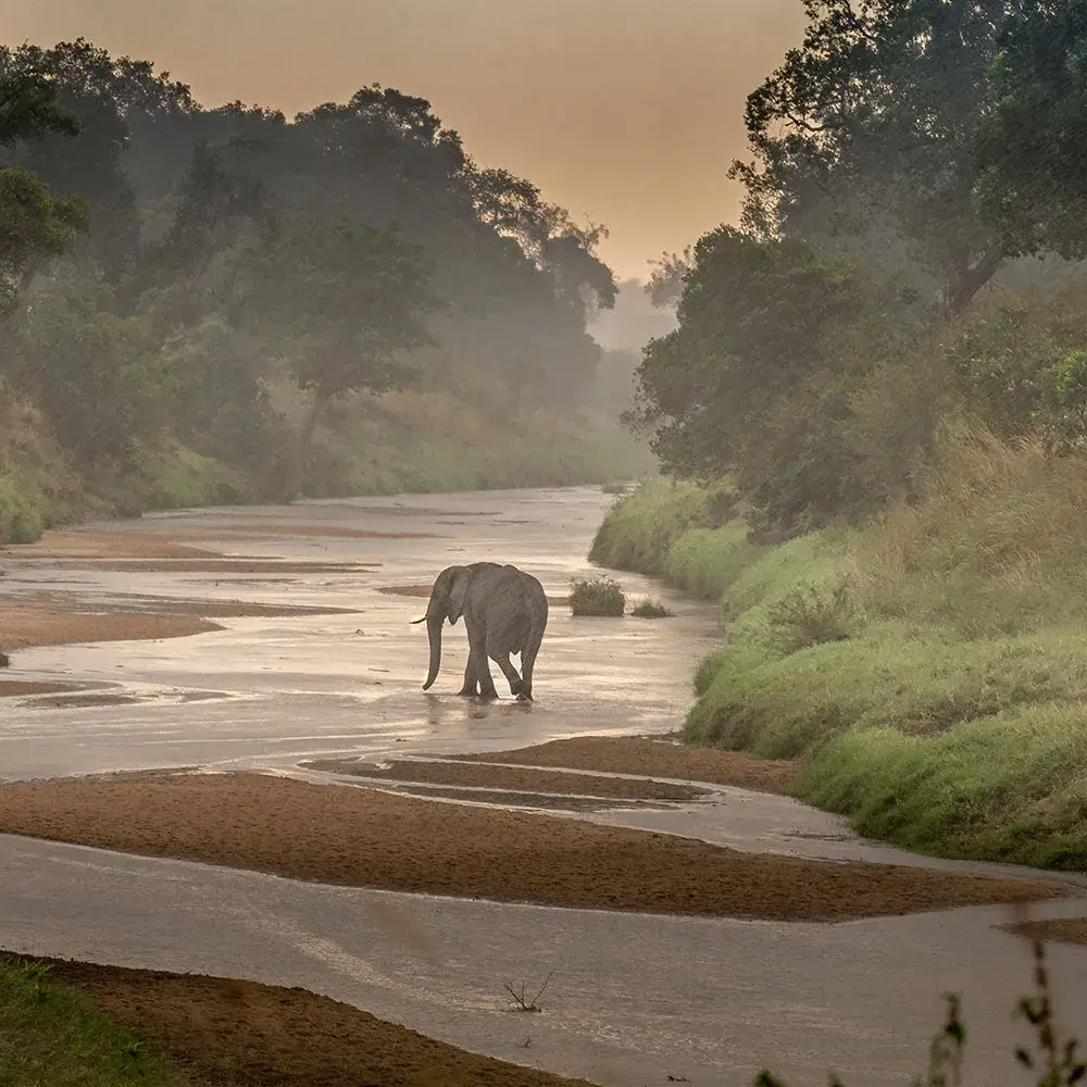 Elephant