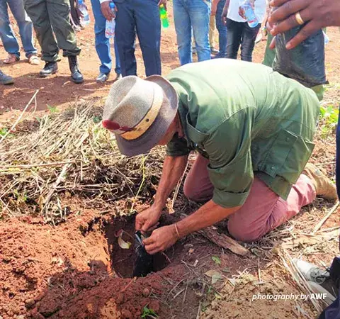 Photo of tree planting in DRC on World Environment Day