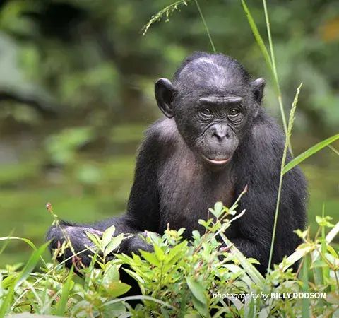 Bonobo sitting in grass