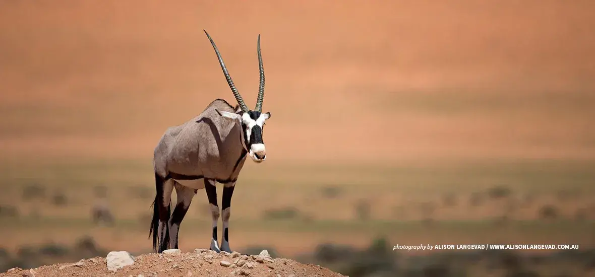 Oryx gemsbok in desert landscape in Namibia