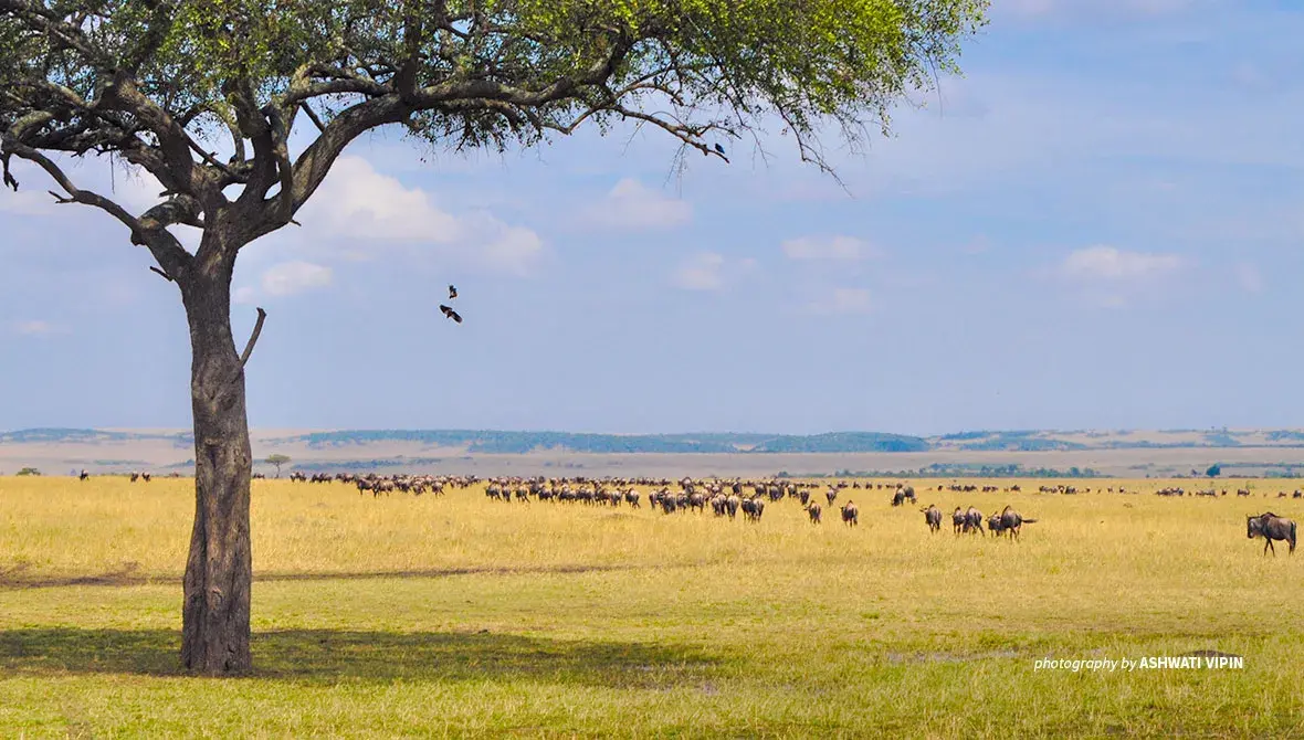 Savanna grassland with wildebeest grazing