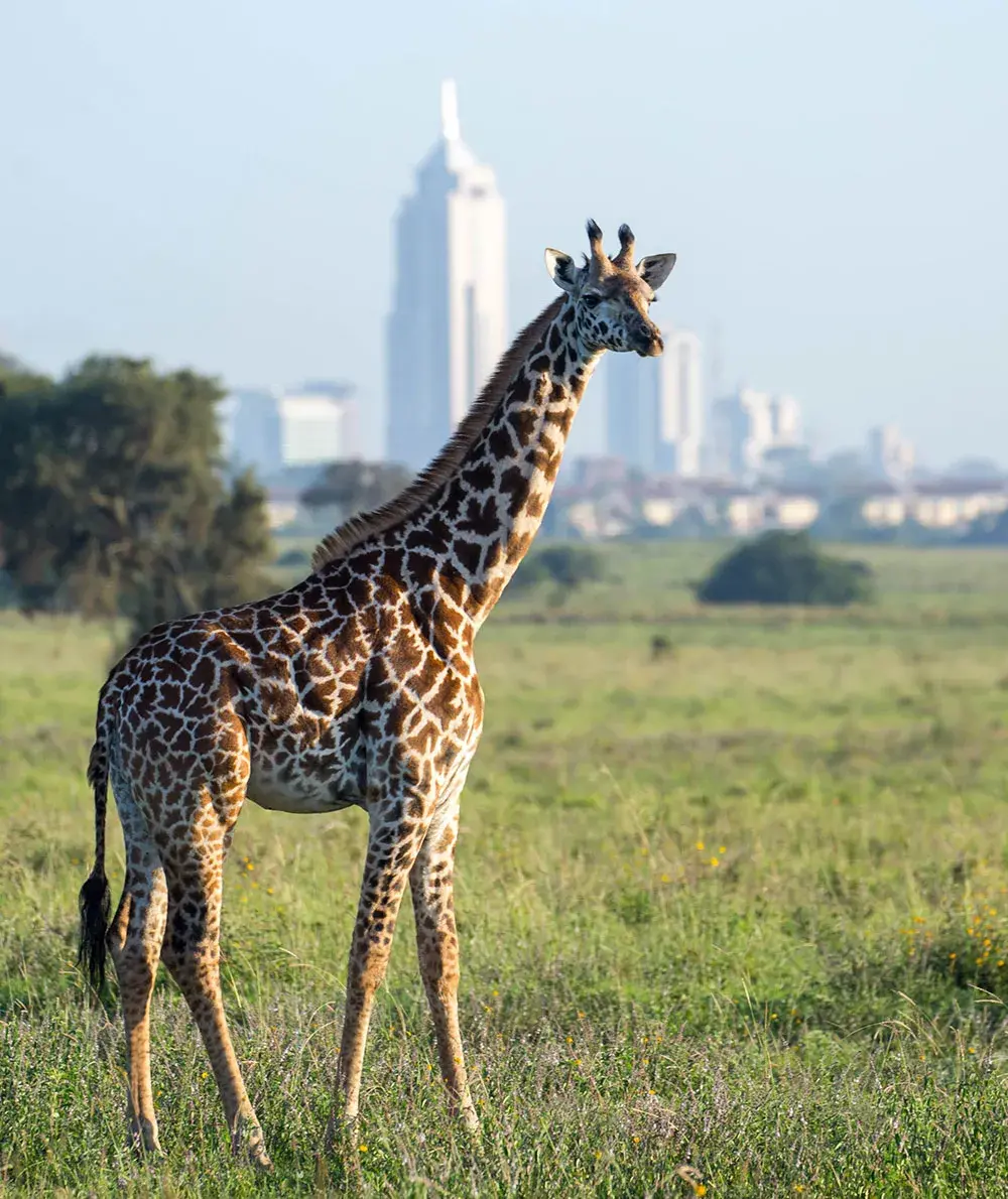 Giraffe at Nairobi National Park