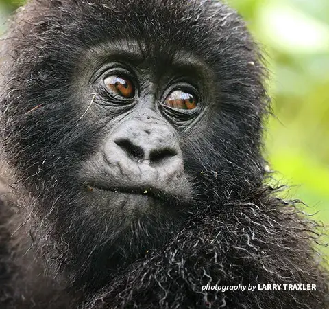 Close-up of young mountain gorilla
