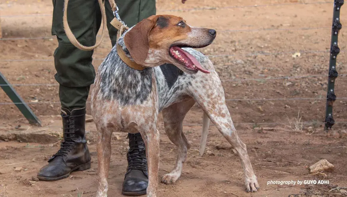 Canines for Conservation dog and handler