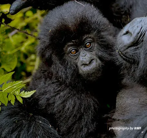 Baby mountain gorilla in Rwanda