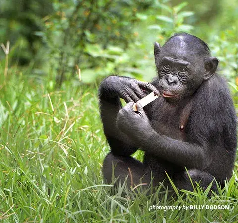 Bonobo in DRC