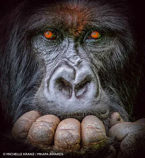 Mkapa Awards 2022 grand prize winner gorilla portrait