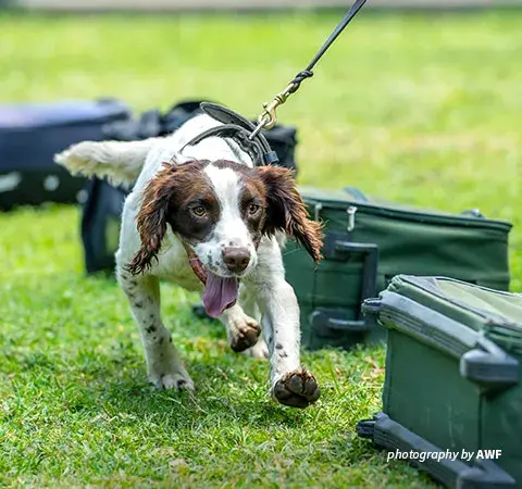 Canines for Conservation sniffer dog