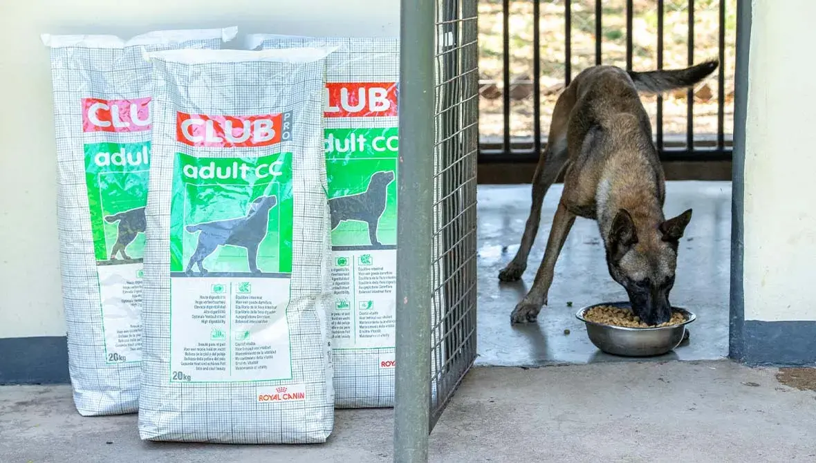 Sniffer dog eating Royal Canin