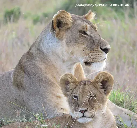Two lions.