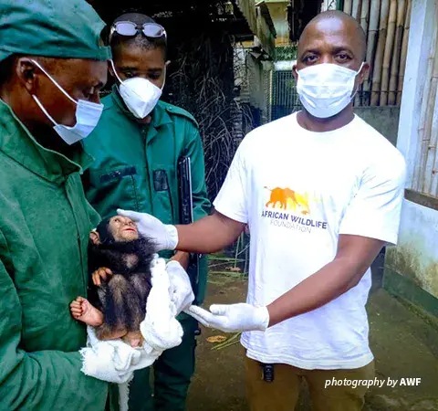 Baby chimpanzee with AWF and wildlife centre staff