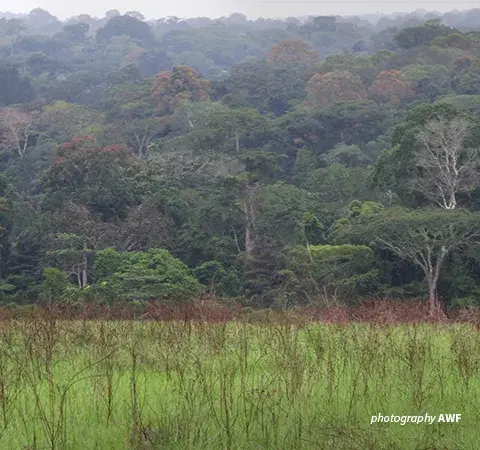 Dja Faunal Reserve
