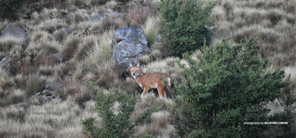Ethiopian wolf in Simien Mountains National Park