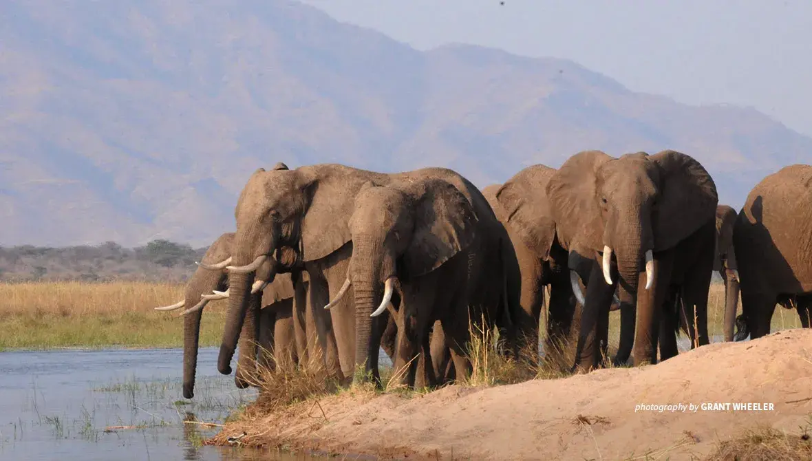 Elephants in Mana Pools National Park 