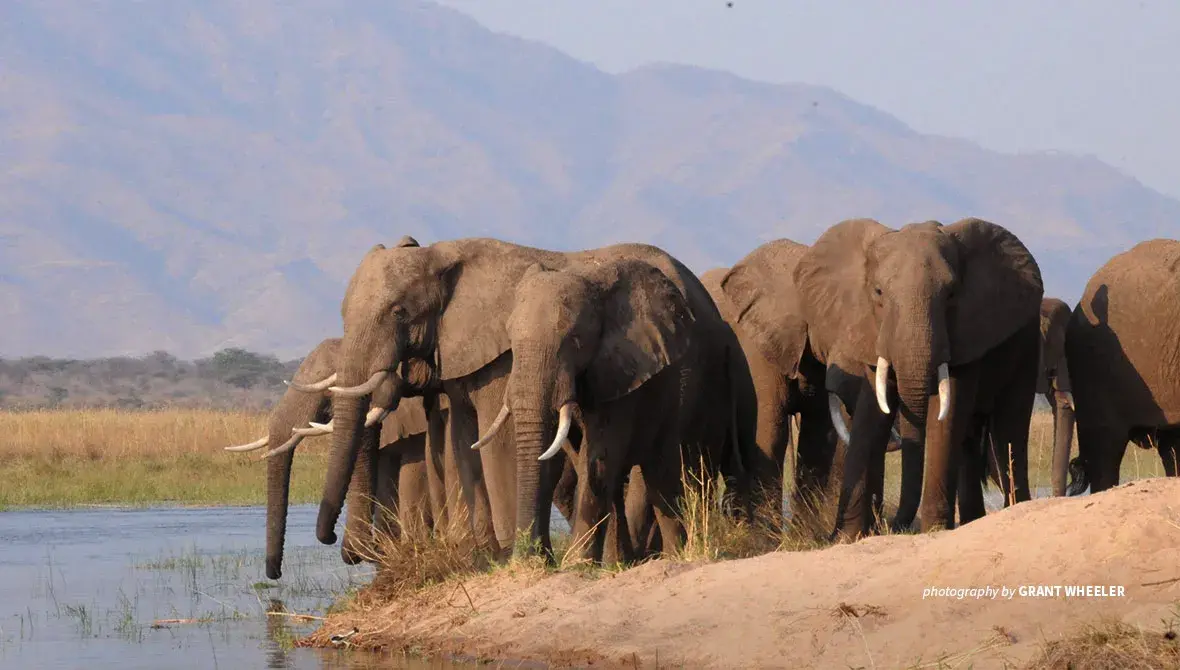 Elephants in Mana Pools National Park