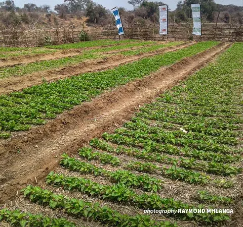 Chili crops in Zimbabwe