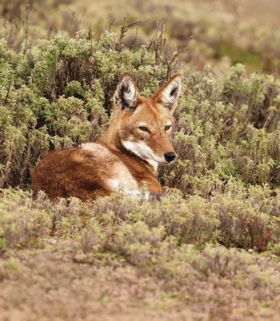 Ethiopian Wolf