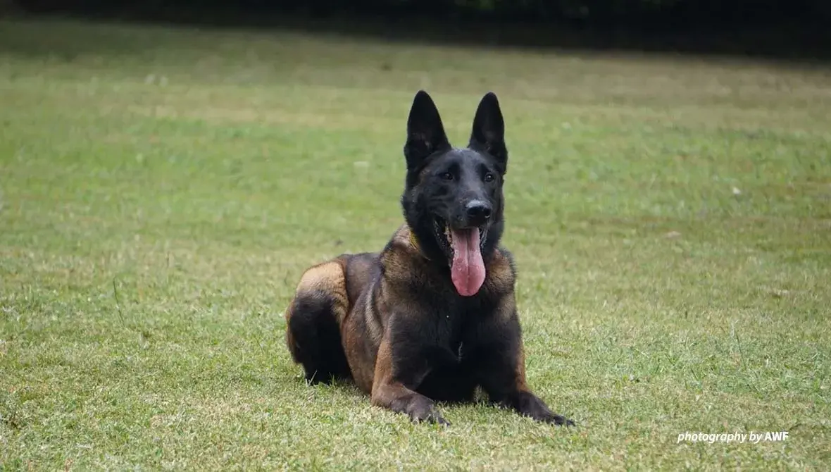 Canine sitting