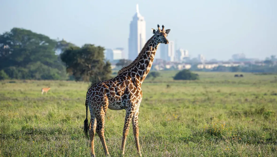 Giraffe with Nairobi in the distance